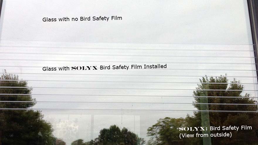 bird safety window film solyx