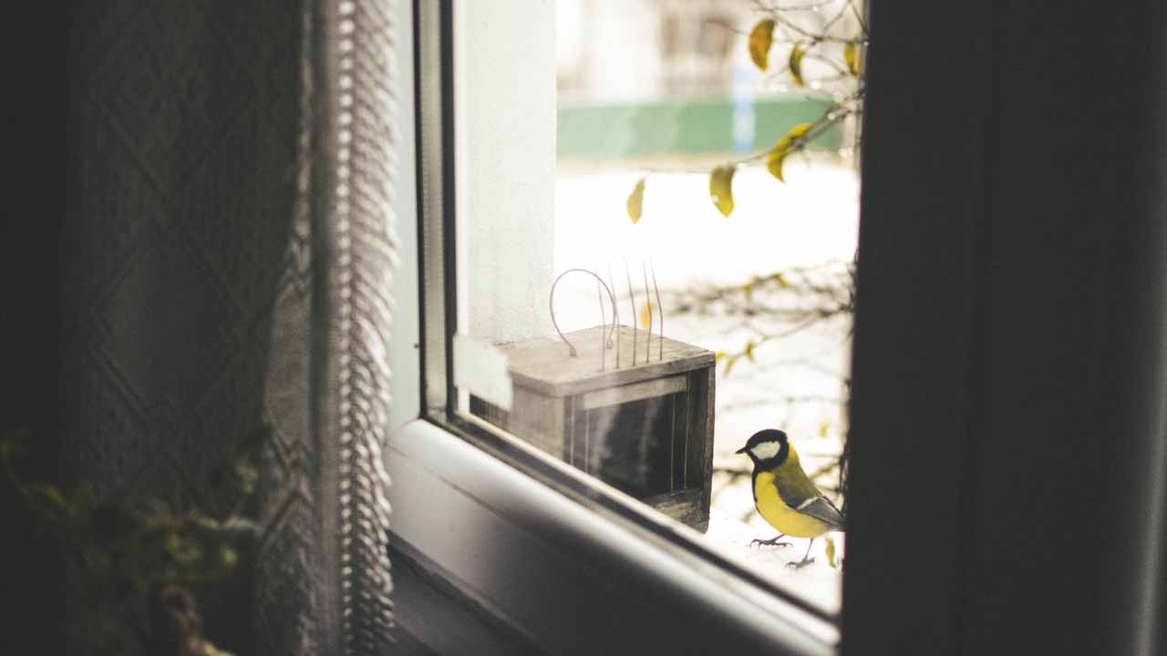 prevent bird strikes to windows